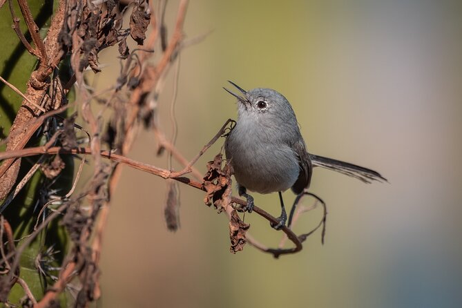 Bird Watching Mazatlán - Birding Tour - Binoculars, spotting scope, and what to bring