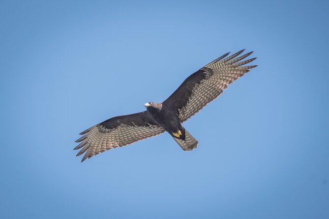 Bird Watching Mazatlán - Birding Tour - Is $135 per person a fair price?