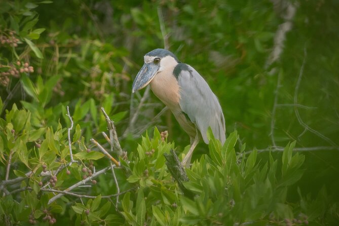 Bird Watching Mazatlán - Birding Tour - Weather, cancellations, and small practical details