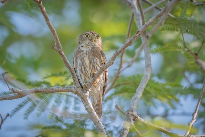 Bird Watching Mazatlán - Birding Tour - Wetlands, quarry, park, hills, and stream