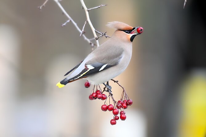 Bird Watching Private Tour in Copenhagen - Key points at a glance