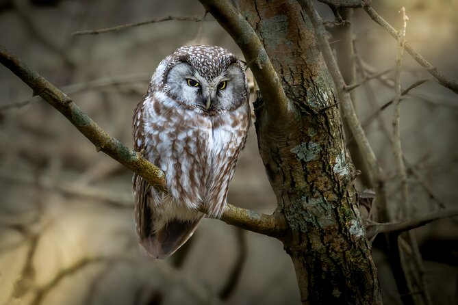 Bird Watching Private Tour in Copenhagen - Mark’s approach to bird identification