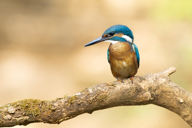 Bird Watching Private Tour in Copenhagen - Who will enjoy this most