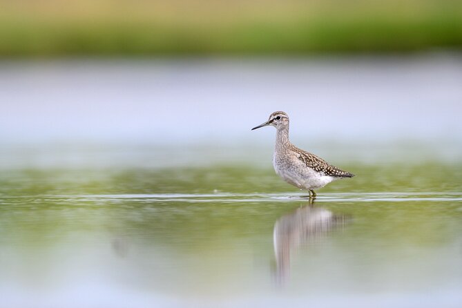 Bird Watching Private Tour in Copenhagen - Choosing between the north and south of Copenhagen