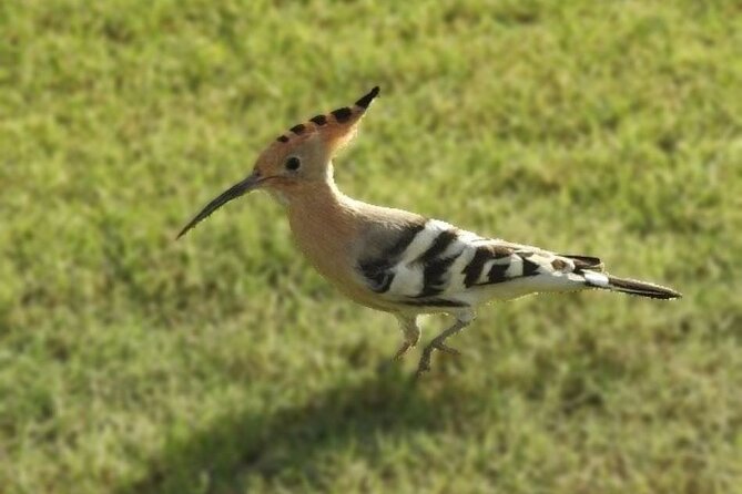 Bird Watching Tour Dubai - Key points at a glance