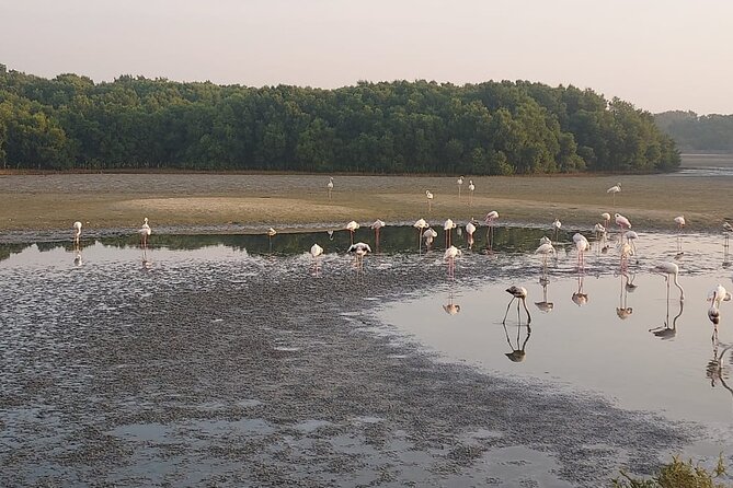 Bird Watching Tour Dubai - Why Dubai works as a birding stop