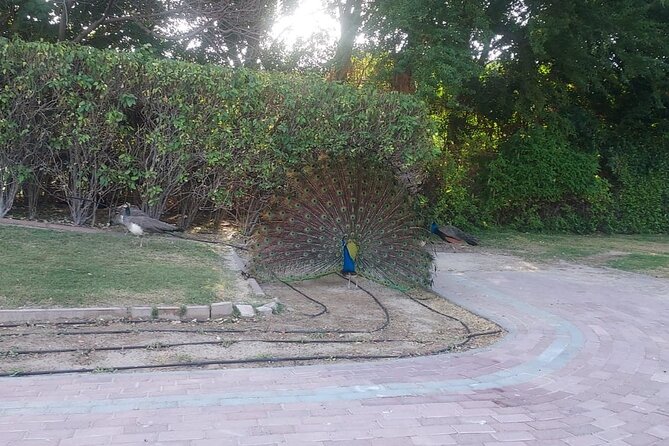 Bird Watching Tour Dubai - Zabeel Palace and the peacock finale