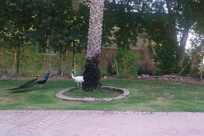 Bird Watching Tour Dubai - What the private setup is worth