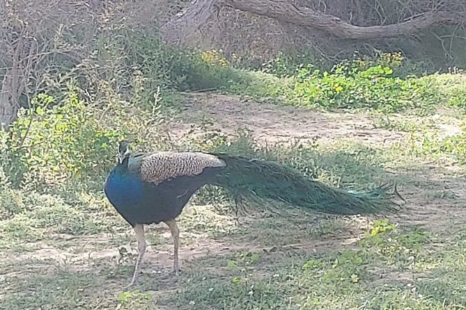 Bird Watching Tour Dubai - Guides, bird spotting, and what to expect