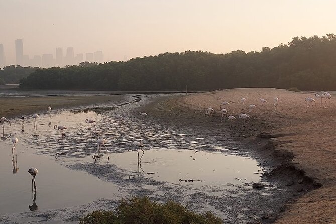 Bird Watching Tour Dubai - Who should book this Dubai birding tour