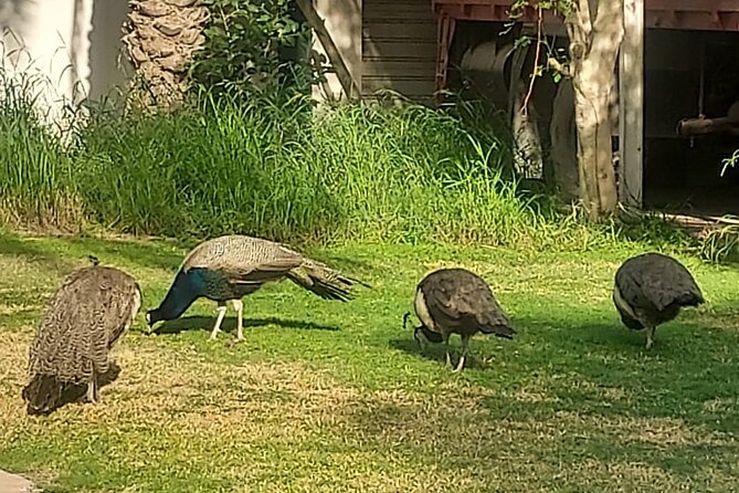Bird Watching Tour Dubai - Booking details worth knowing