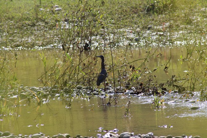 Bird Watching Tour Huatulco HT - Several birding stops, with Huatulco National Park in the mix