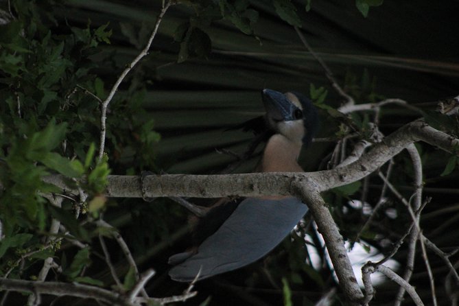 Bird Watching Tour Huatulco HT - Binoculars, a spotting scope, charts, and books