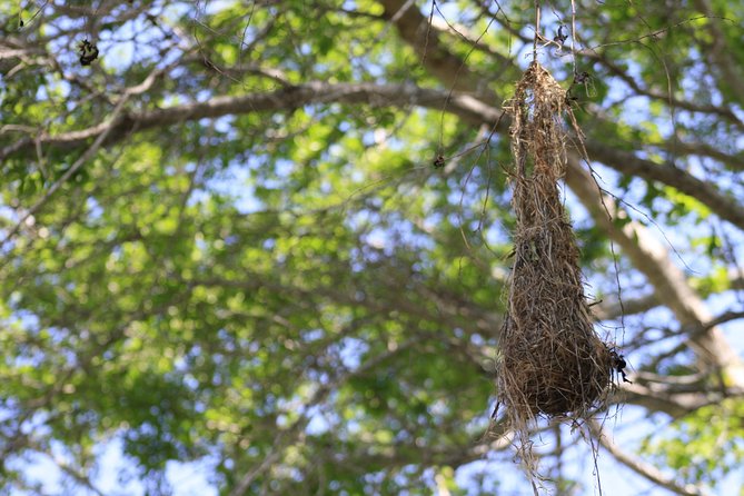 Bird Watching Tour Huatulco HT - What you might see, and how many species to expect