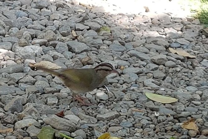 Bird Watching Tour Huatulco HT - Is $150 a fair price?