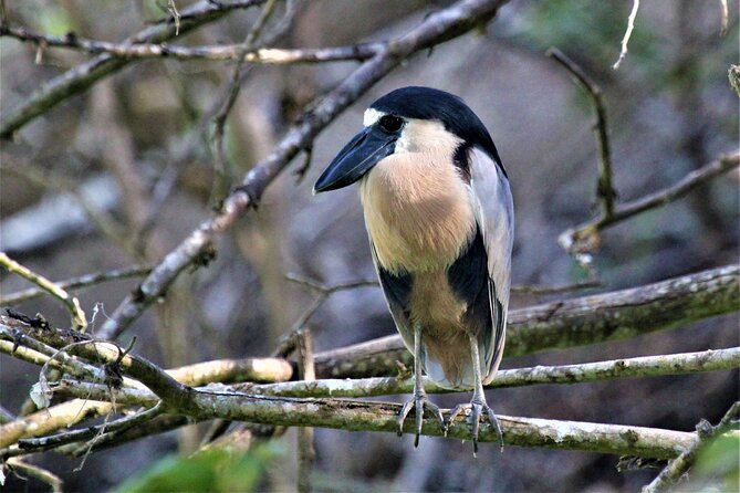 Bird Watching Tour Huatulco HT - Learning to hear birds, not just see them