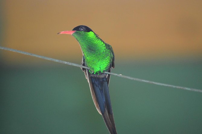 Bird Watching Tour in St Lucia - Why St Lucia rewards an early birding start