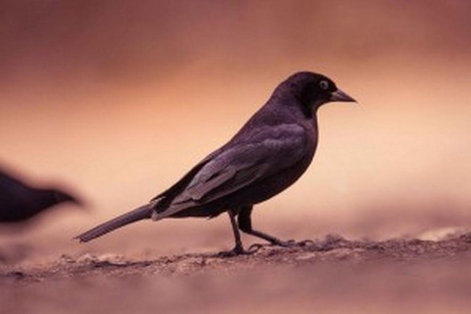 Bird Watching Tour in St Lucia - Pickup from your hotel or cruise ship