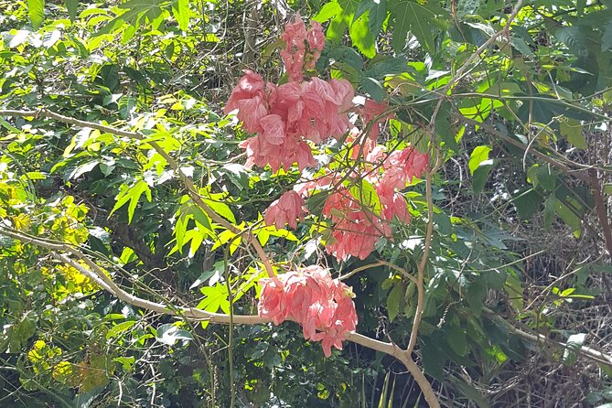 Bird Watching Tour in St Lucia - What you might see on the trail