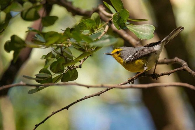 Bird Watching Tour in St Lucia - Water, drinks, and the end of the hike
