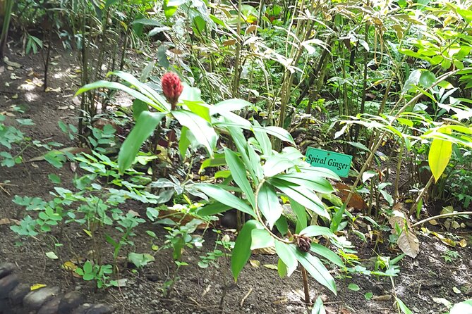 Bird Watching Tour in St Lucia - Physical effort, clothing, and equipment