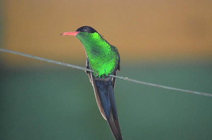 Bird Watching Tour in St Lucia - Who will enjoy this St Lucia morning?