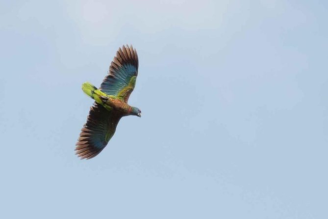 Bird Watching Tour in St Lucia - Choosing between Praslin, Dennery, and the forest trails