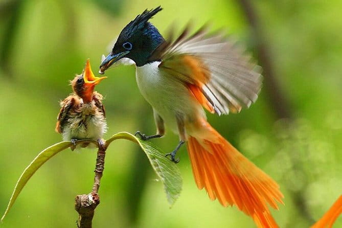 Bird Watching Tour Sri Lanka - 10 Days - Key points to know before booking