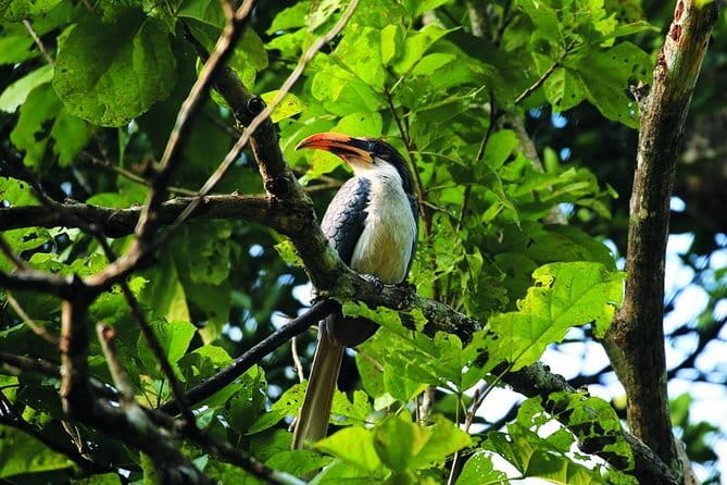 Bird Watching Tour Sri Lanka - 10 Days - Day 1: A soft landing in Negombo