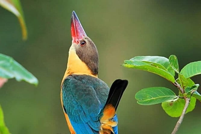 Bird Watching Tour Sri Lanka - 10 Days - Days 6 and 7: Kithulgala and Sinharaja