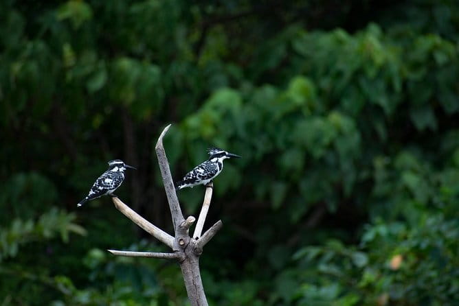 Bird Watching Tour Sri Lanka - 10 Days - Day 8: Bundala and the migration season