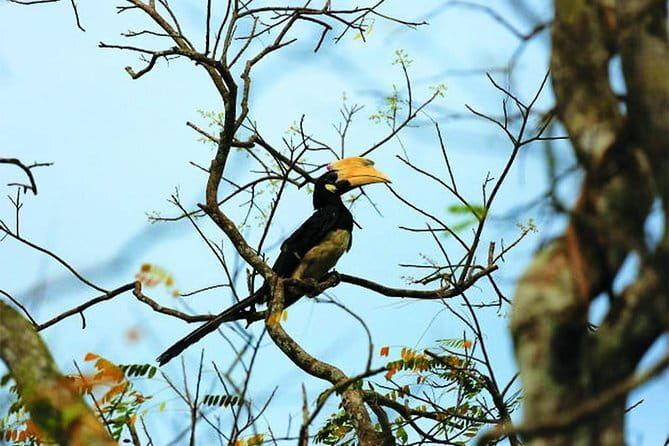 Bird Watching Tour Sri Lanka - 10 Days - Day 2: Muthurajawela’s marsh wildlife