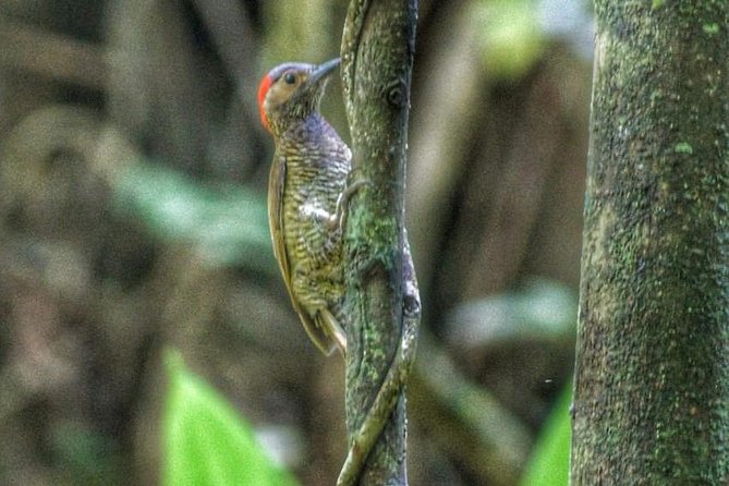 Bird Watching Tours - Key points at a glance