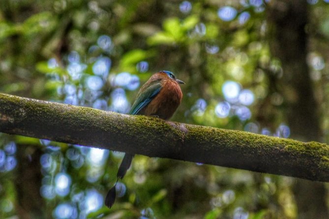 Bird Watching Tours - Meeting Tobago’s Birdman in the Main Ridge rainforest