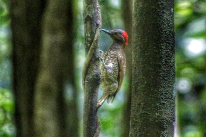 Bird Watching Tours - Following rainforest trails instead of a fixed checklist