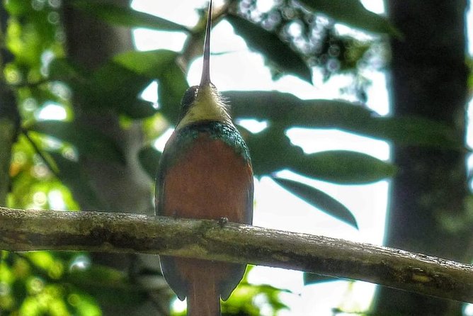 Bird Watching Tours - The value of paying $90 for three hours