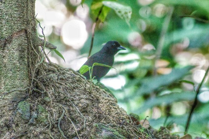 Bird Watching Tours - Fitness, footwear, and the pace of the trail