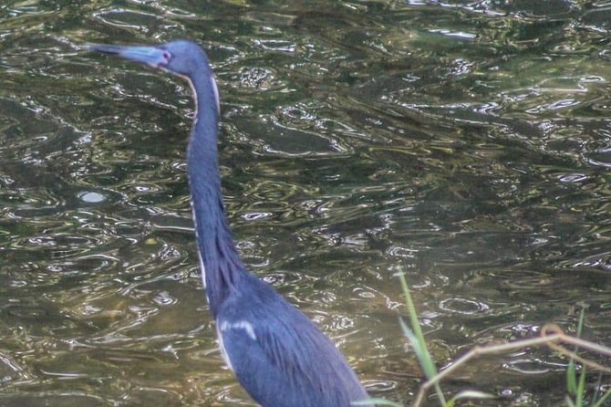 Bird Watching Tours - Who will get the most from this experience