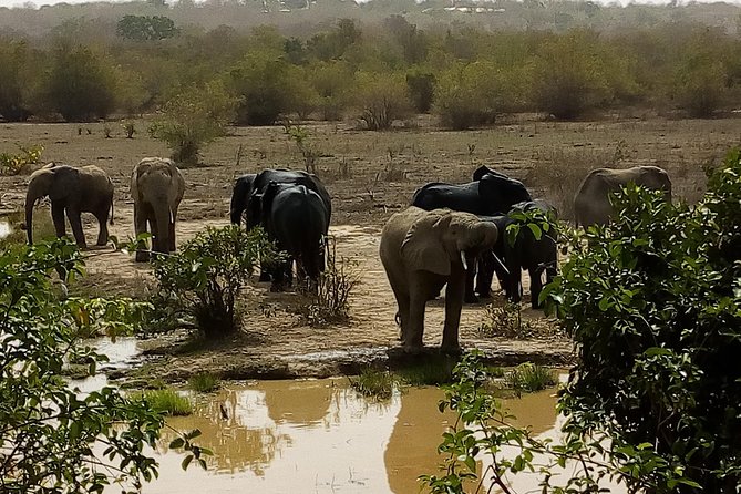 Bird watching tours , cultural and historical tours of Ghana. - Who Will Get the Most from This Tour