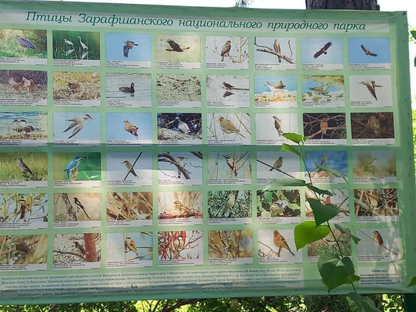 Bird Watching Tours in Samarkand - Why this is more than another day near Samarkand