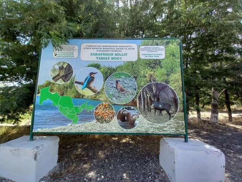 Bird Watching Tours in Samarkand - What you may see in the river woodland