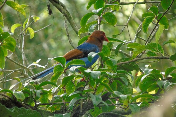 Bird Watching Tours in Sinharaja Rain Forest - Beginning at the Sinharaja Forest entrance