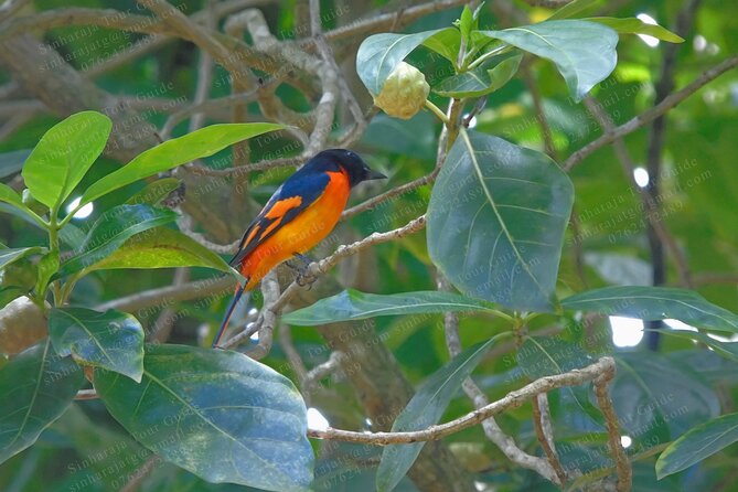 Bird Watching Tours in Sinharaja Rain Forest - What the $140 price covers