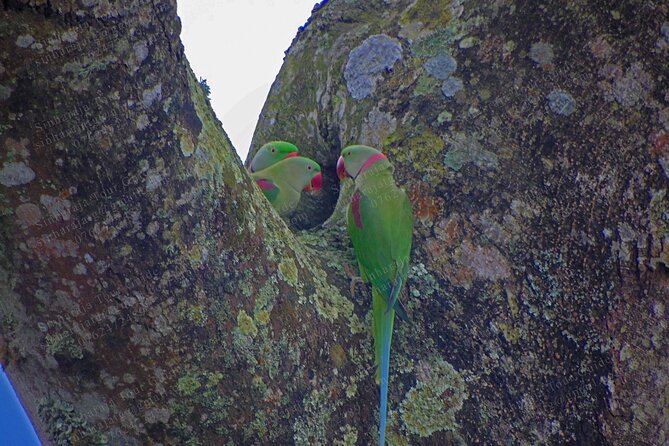 Bird Watching Tours in Sinharaja Rain Forest - Breakfast, water, and leech socks