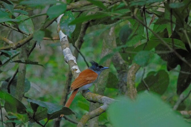 Bird Watching Tours in Sinharaja Rain Forest - What to bring for a better birdwatching day