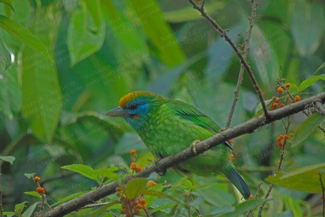 Bird Watching Tours in Sinharaja Rain Forest - The guide is the main part of the experience