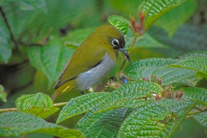 Bird Watching Tours in Sinharaja Rain Forest - Who will enjoy this tour most