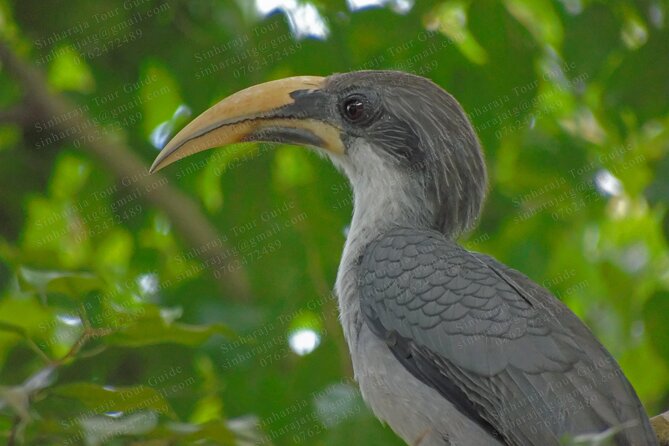 Bird Watching Tours in Sinharaja Rain Forest - A private walk gives you room to watch