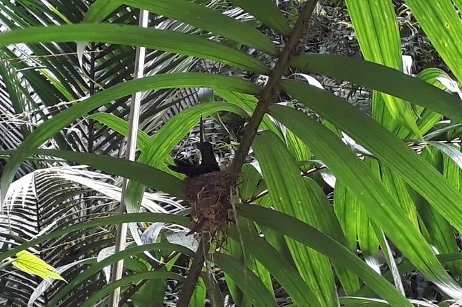 Bird Watching Tours - What the three-hour outing feels like