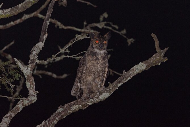 Birding and Nature Chaco Tour - Why the Chacoí outing is worth your morning